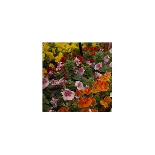 Mimulus Luteus Flower Seeds for Planting [neera-v5-226d1af0e3a9d496df32]