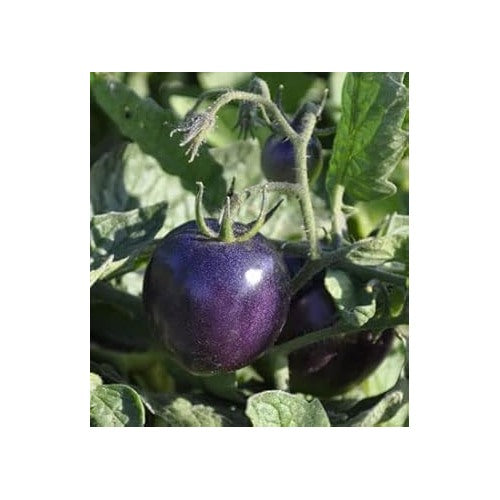 Heirloom Non-GMO Purple Tomato Seeds [neera-v5-2271e6003d20a0688ca2]