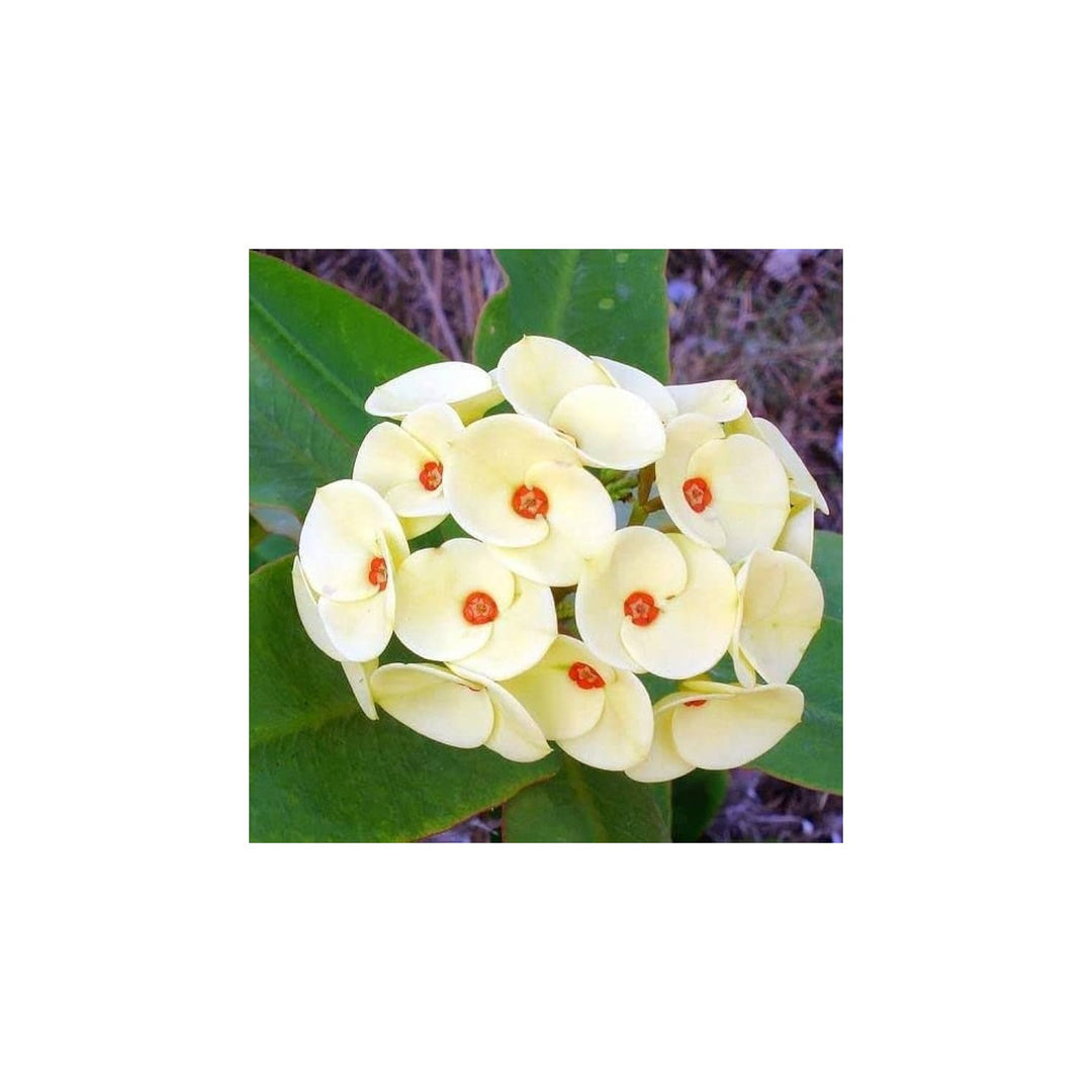 Organic Thorn Flower For Planting Heirloom Non Gmo Flower Seeds for Home Garden Planting, Landscape [neera-v5-22754f908da584973dd9]