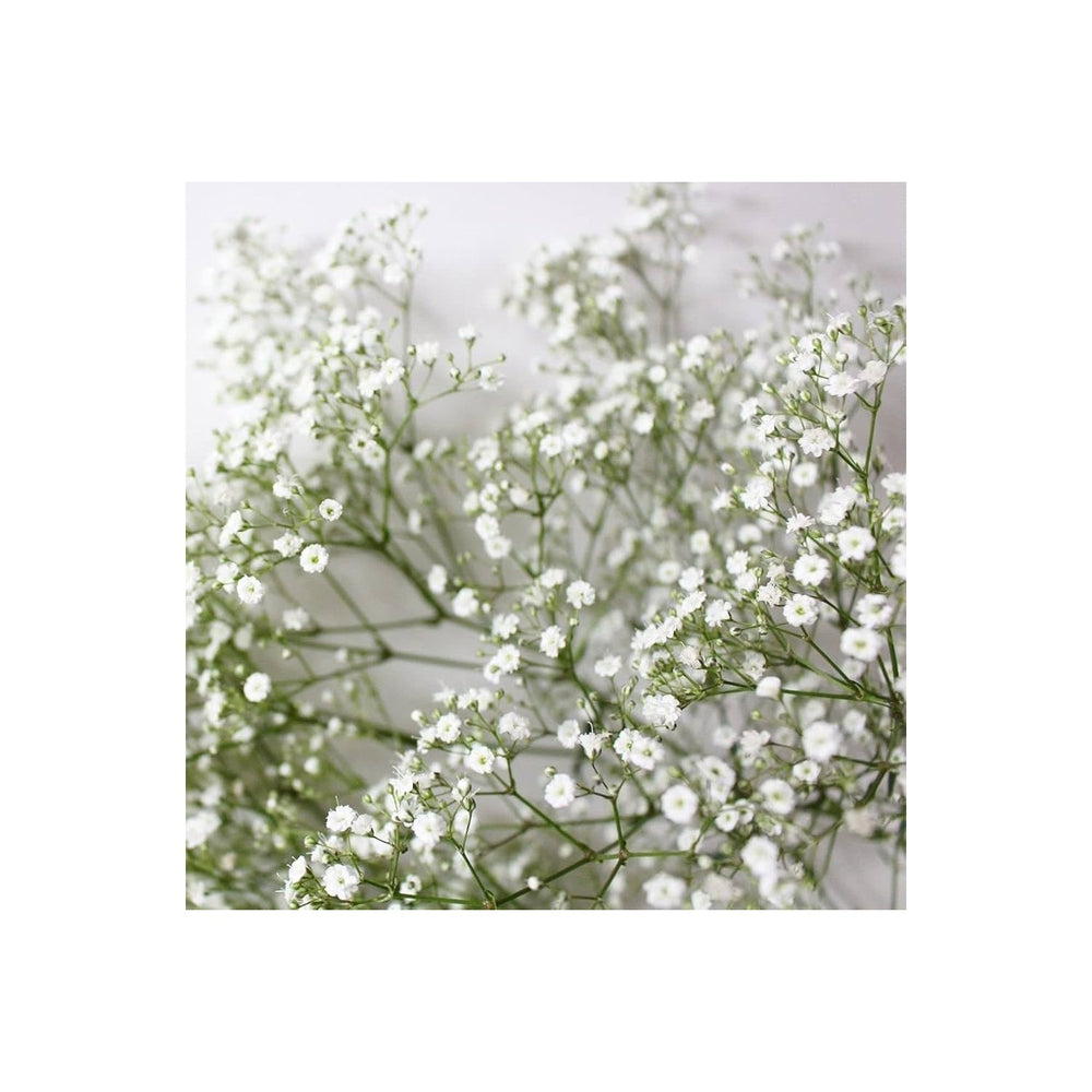 Heirloom Non Gmo Gypsophila Flower Planting Delicate Baby S Breath Garden Blooms Flower Seeds [neera-v5-228812ee85edec433a05]