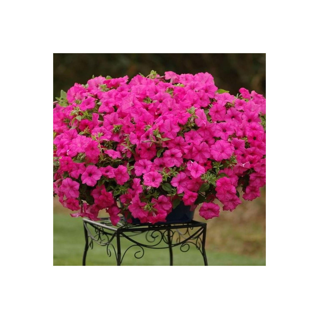 Petunia Petunia Hybrida Flower For Planting In Backyard Gardening Hanging Baskets Flower Seeds [neera-v5-22aa96f0855e99332ae9]