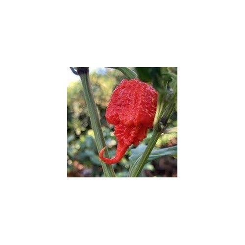 Pepper Seeds for Planting, 100 pcs [neera-v5-22ba11c3457483fedf3f]