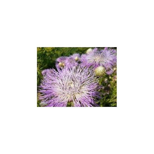 Cirsium Muticum Plant Seeds for Planting [neera-v5-22c2f3c471e47f9e0bd3]
