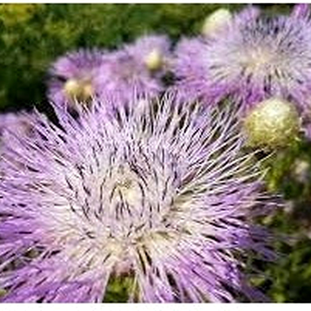 Cirsium Muticum Plant Seeds for Planting [neera-v5-22c2f3c471e47f9e0bd3]