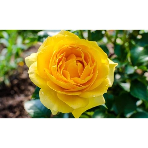 Yellow Rose Plant Seeds for Planting Non-GMO Heirloom Garden Seeds for Growing Flowers in Your Garden [neera-v5-22c8062e1f6a5abe3c74]