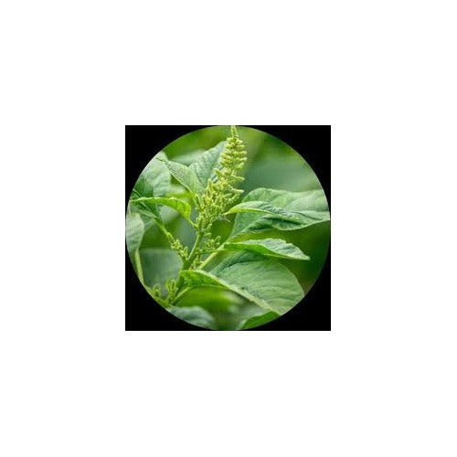 Green Amaranth Co 1 Herb Seeds for Planting [neera-v5-22caa204fbdd3ba59050]