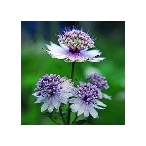 Blue Masterwort Flower For Planting Non Gmo Flower Seeds for Home Garden Planting, Blooming Organic [neera-v5-22cbd75031adfa136d0e]