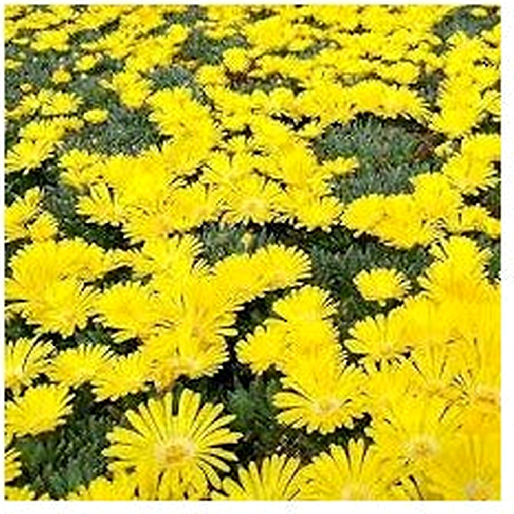 Yellow Delosperma Nubigenum (Ice Plant) Flower Planting Seeds for Garden [neera-v5-22e614d1c25288cacc3f]