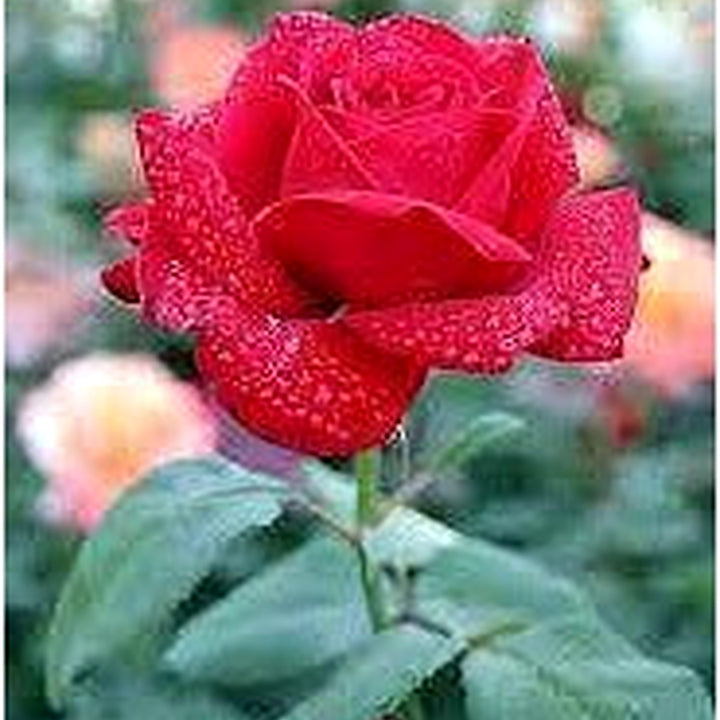 Fragrant Red Rose Plant Seeds for Planting [neera-v5-22eda9683b94293fdc71]