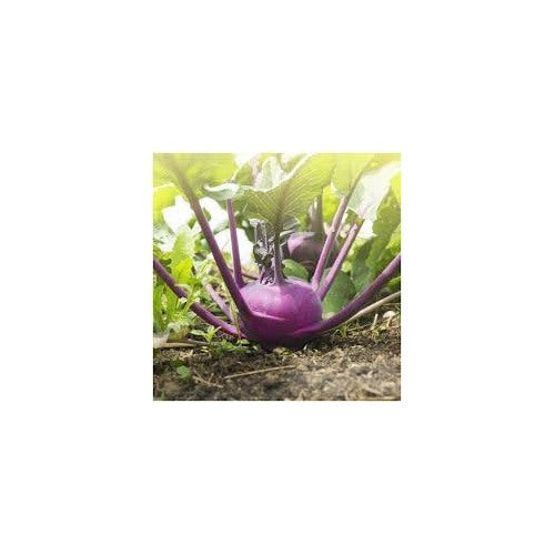 Kohlrabi Purple Vienna Seeds for Planting [neera-v5-22fa2f64ccb2efc91b63]