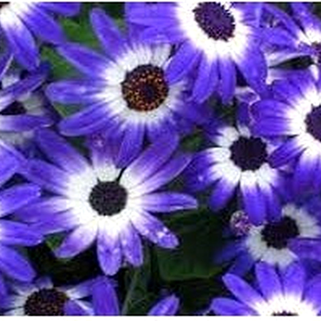 Heirloom Non-GMO Senetti Pericallis Flower Seeds for Planting [neera-v5-22fffb1013ea37f1ba92]
