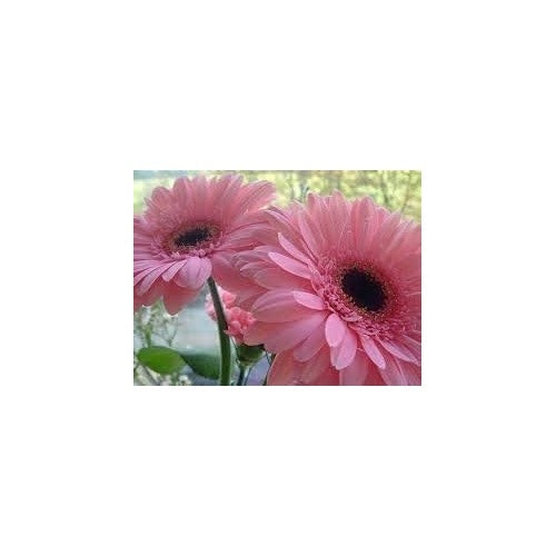 Pink Gerbera Flower Seeds for Planting [neera-v5-2303394cc219a780355b]