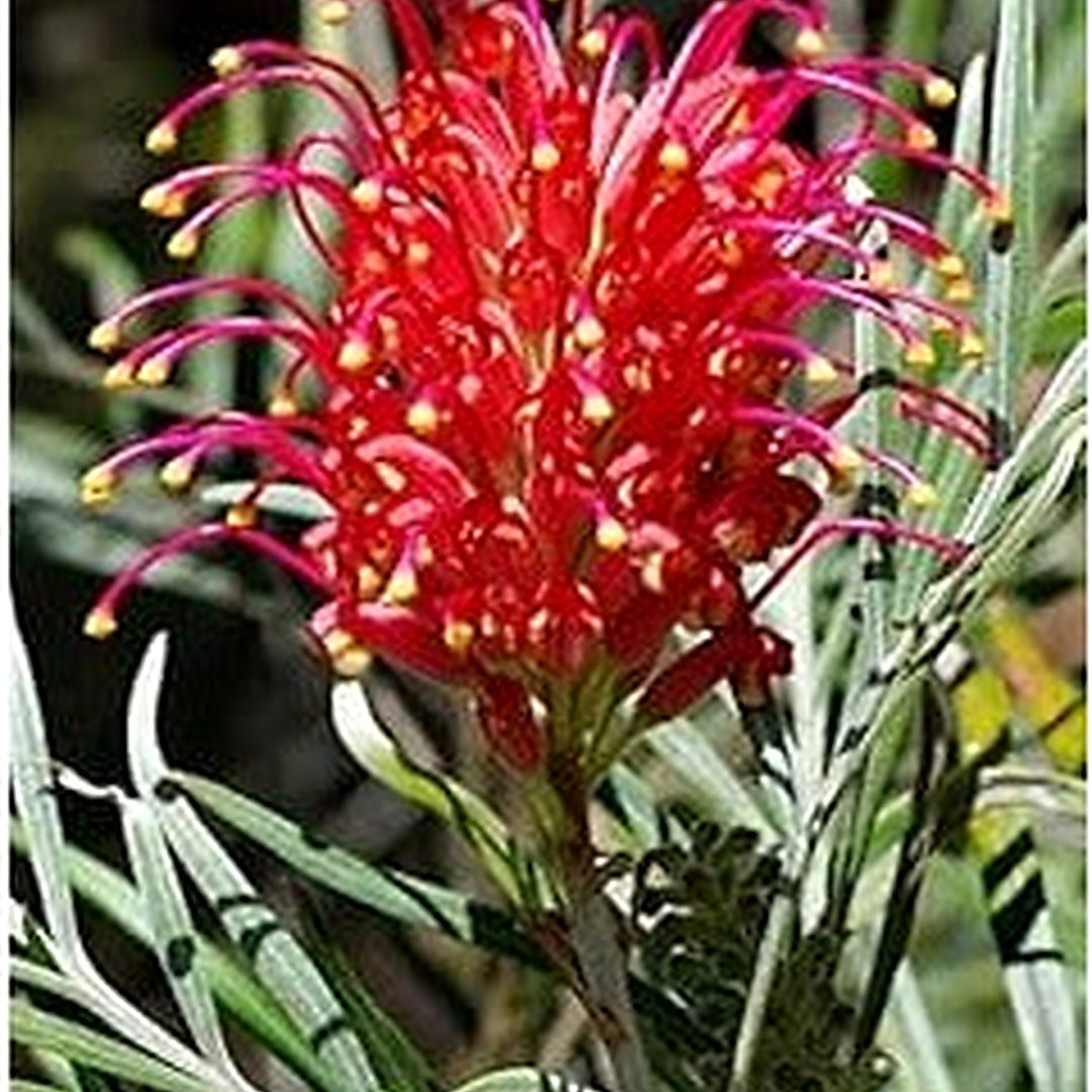 Heirloom Red Black Fuchsia Flower Seeds [neera-v5-230ac393dd7cd0639b30]