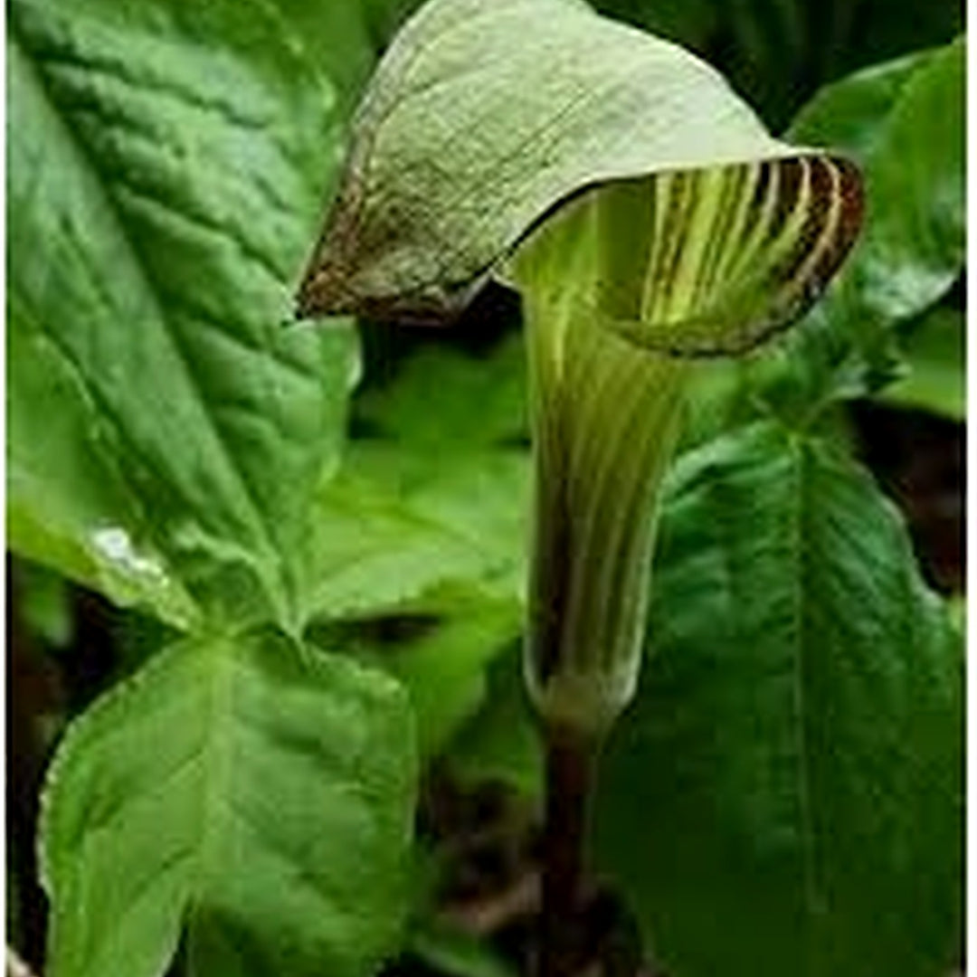 Green Arisaema Triphyllum Planting Seeds for Garden [neera-v5-2319258b00bd9a727fde]