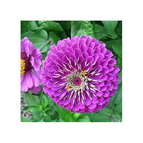 Purple Zinnia Flower Seeds for Garden Planting [neera-v5-232108462c7a414d3e06]
