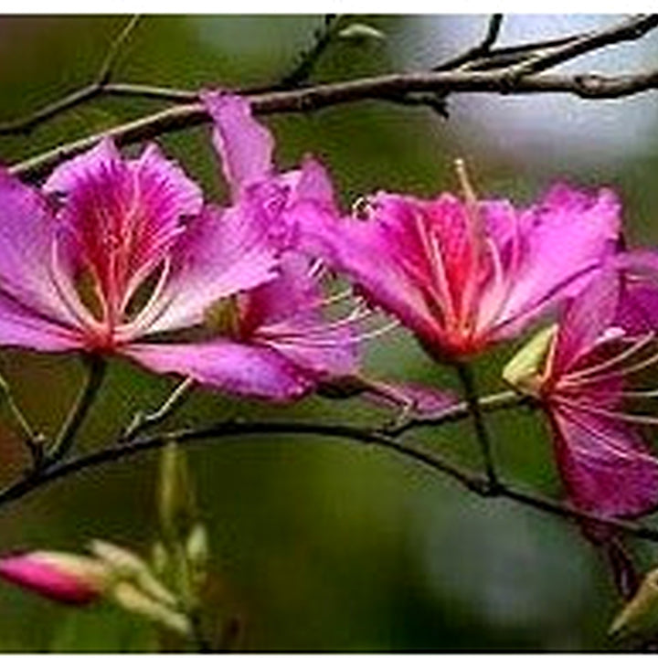 Bauhinia Flower Seeds for Planting, Heirloom, Non-GMHeirloom Bauhinia Flower Seeds, Non-GMO Orchid Tree Blooms for Tropical Garden PlantingO, 100 pcs [neera-v5-232299ceab316bf6841b]
