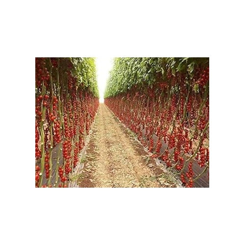 Red Tomato Seeds for Planting [neera-v5-2322a525913c31ac13fd]