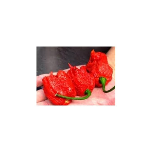 Spicy Hot Pepper Seeds for Planting [neera-v5-23248de0a4b08f806960]