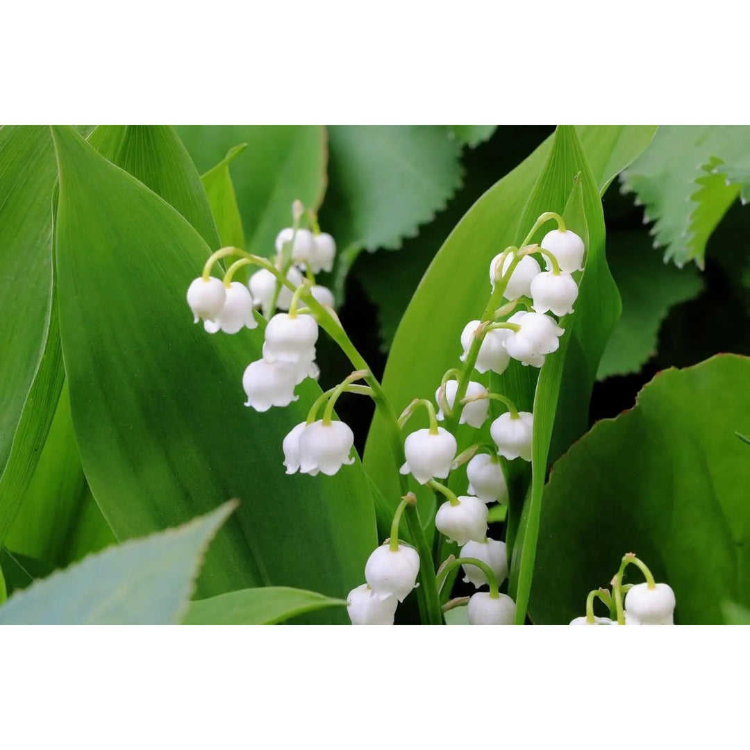 White Lily Of The Valley Flower For Planting Heirloom And Non Gmo Garden Flower Seeds for Home [neera-v5-2337447b46e44b6057e5]