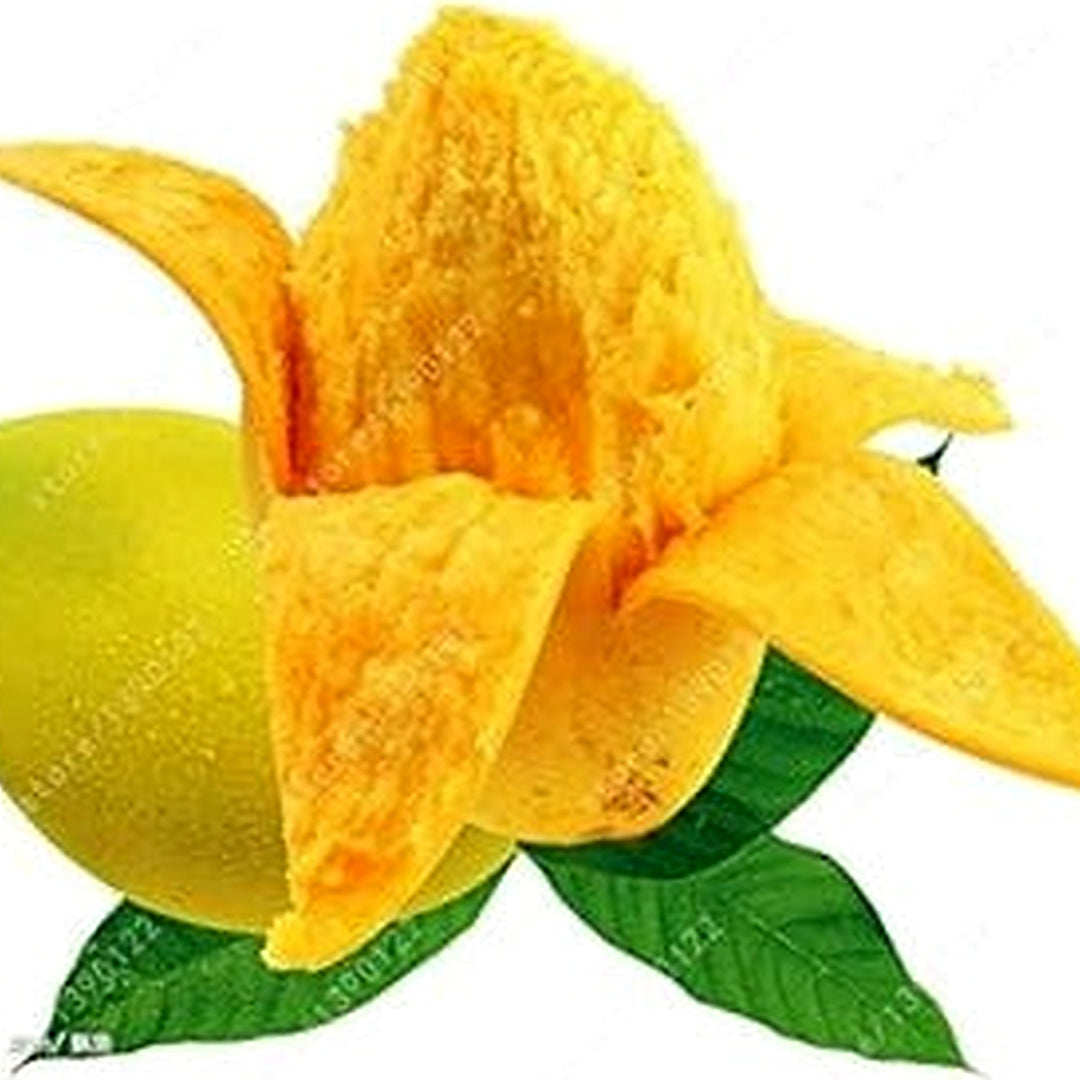 Yellow Mango Tree Seeds for Planting [neera-v5-23454f3405a18cd90249]