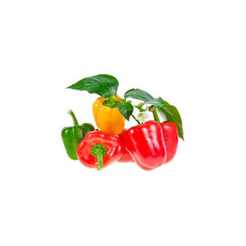 Mixed or Multicolored Bell Pepper Seeds for Planting [neera-v5-234bac56dfb0422bba8f]