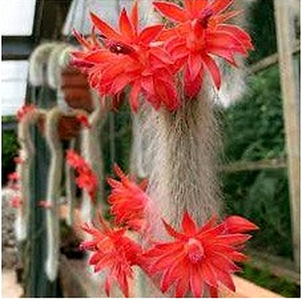 Monkey Tail Flower Seeds for Planting [neera-v5-234dbec7d7bcb3e065b8]