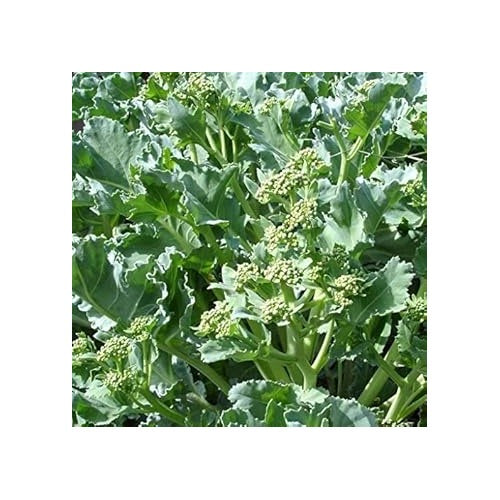Green Sea Kale Seeds for Planting [neera-v5-2351b6fdee477bb0808b]