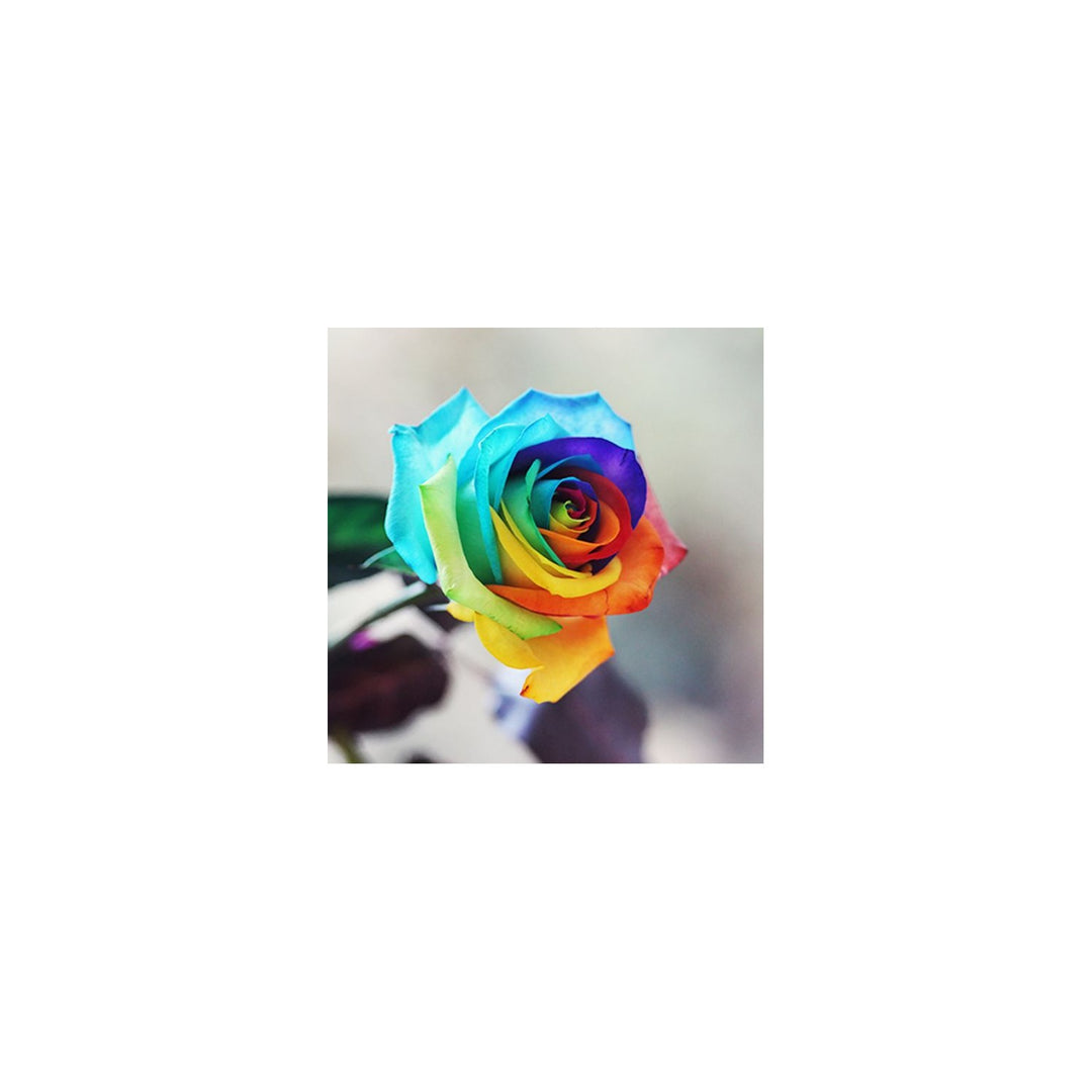 Rose Rosa Hybrida Holl Flower For Planting In Vertical Garden Or Backyard Lscaping Flower [neera-v5-2361de6e0b2679b9b99c]