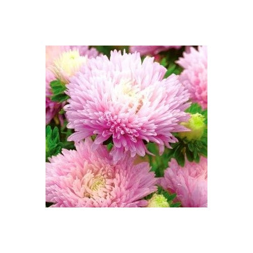 White Pink Aster Flower Seeds for Planting [neera-v5-2365a82fdb51764f0259]
