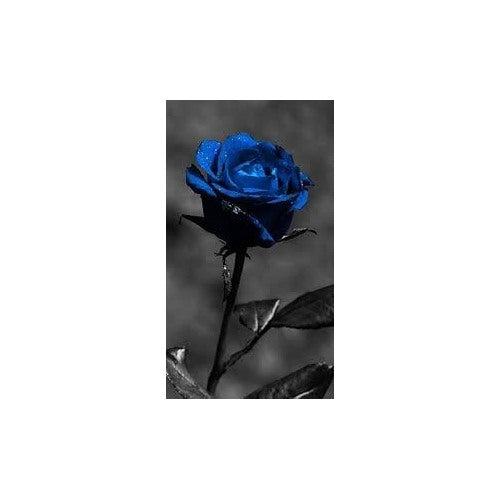 Supreme Rose Bush Flower Seeds for Planting [neera-v5-236711f520b953c6ac6a]