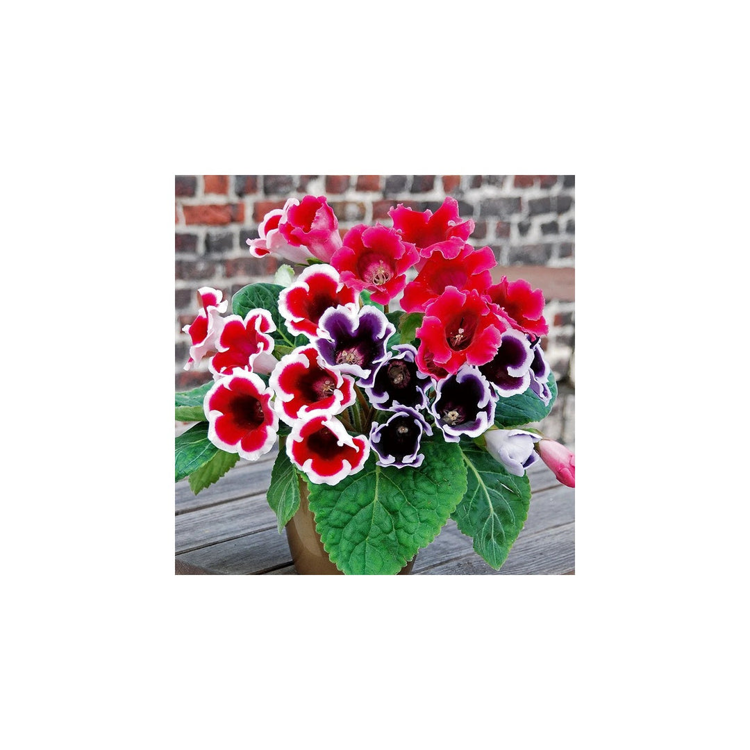 Gloxinia Sinningia Speciosa Flower For Indoor Pots And Shaded Garden Planting Flower Seeds for Home [neera-v5-237d730edbdbe3d8d5ce]