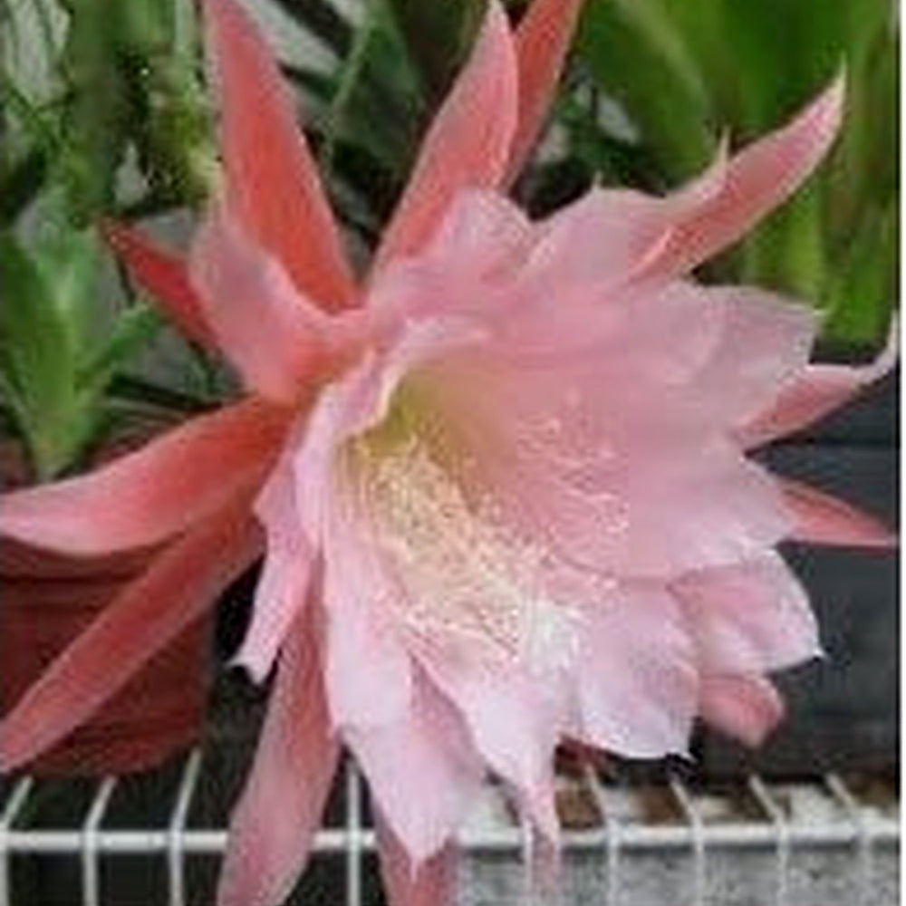 Heirloom Baby Pink Nopalxochia Flower Seeds for Planting | Non-GMO Organic Garden Seeds | High Germination Rare Cactus Blooms [neera-v5-2392138fab5bb0f84d38]