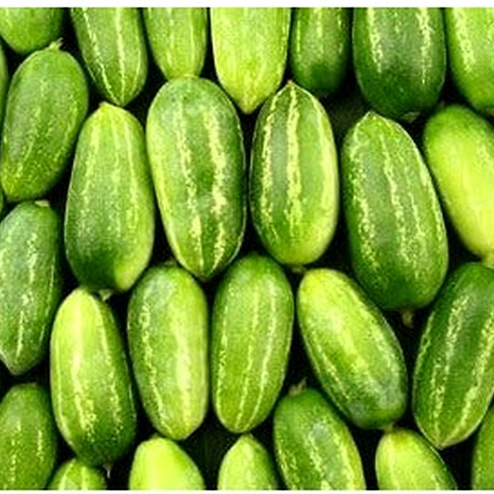 Ivy Gourd Seeds for Planting [neera-v5-23998b9e0efe6bf78548]