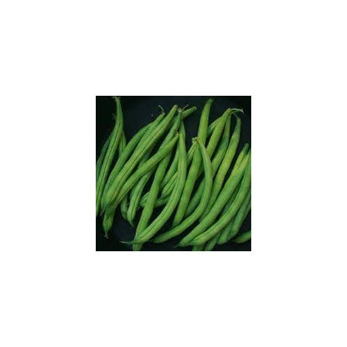 Bush Bean Seeds for Planting [neera-v5-239ed6c696a0df7408bb]