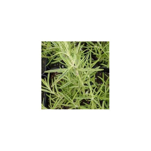 Golden Rain Rosemary Plant Seeds for Planting [neera-v5-23a9438614d7d2acbcef]
