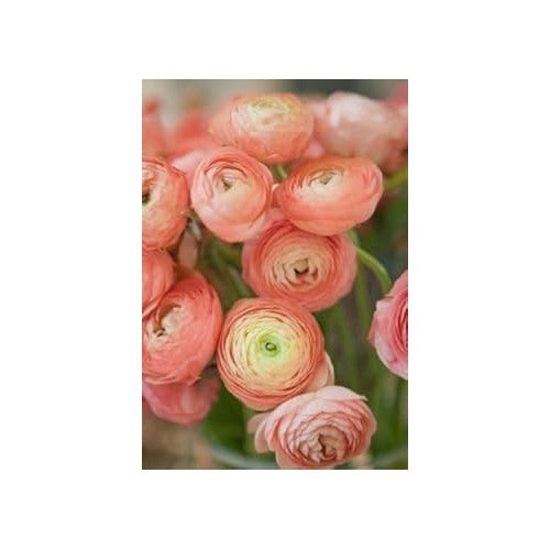Heirloom Non-GMO Peach Ranunculus Flower Seeds for Planting [neera-v5-23aabbac1dfd6b6a31d3]