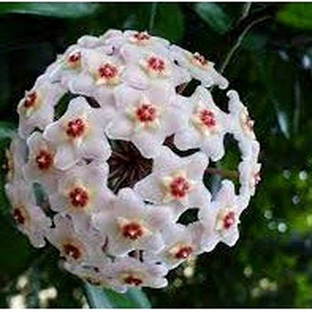 Organic Heirloom Aleurites Flower Seeds for Planting [neera-v5-23c2ee3f52afaf33276d]