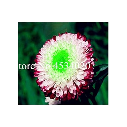 Heirloom Non-GMO Mixed Chinese Aster Flower Seeds for Planting [neera-v5-23d9057a0bd2d1d0f19d]