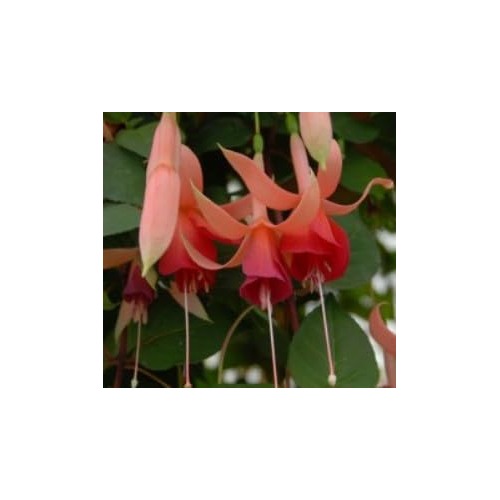 Heirloom Non-GMO Peach Fuchsia Flower Seeds for Garden Planting [neera-v5-23e4944be57805a1a595]