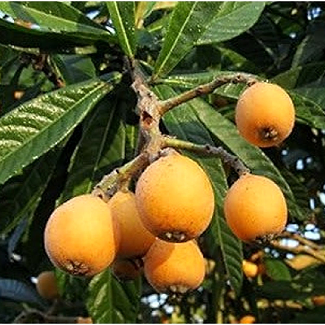 Orange Loquat Medlar Fruit Tree Seeds for Planting [neera-v5-23f56d56c9312bfd9e7d]