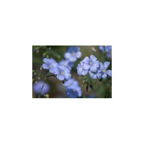 Heirloom Flax Flower Seeds for Garden Planting, Non-GMO, Delicate Blue Blooms for Wildflower Meadows [neera-v5-23fc64661dc2da1b484f]