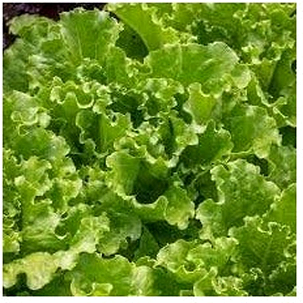 Batavia Plant Seeds [neera-v5-23fe5b0fdc814b64626c]