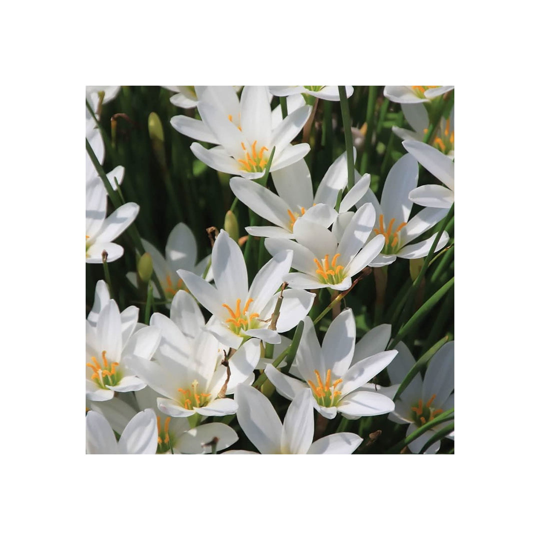 Heirloom Non Gmo Zephyranthes Carinata Flower For Planting Rain Lily Colorful Garden Blooms Flower [neera-v5-240a6ed8a3a0aac3b28b]