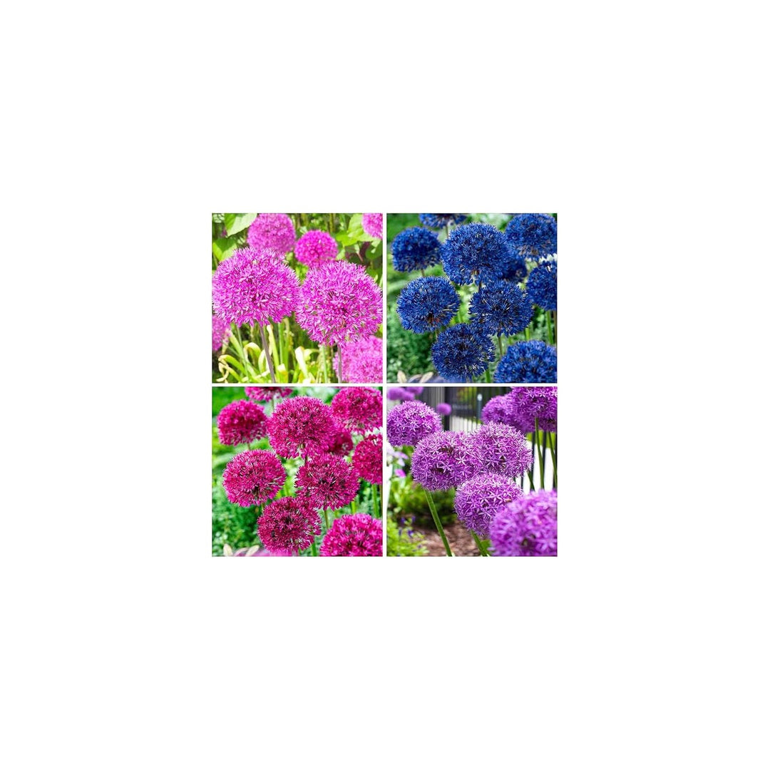Exotic Giant Allium Multicolor Flower Garden Flower Seeds for Home Garden Planting, Landscape [neera-v5-24184dedb18d7bbeb02a]