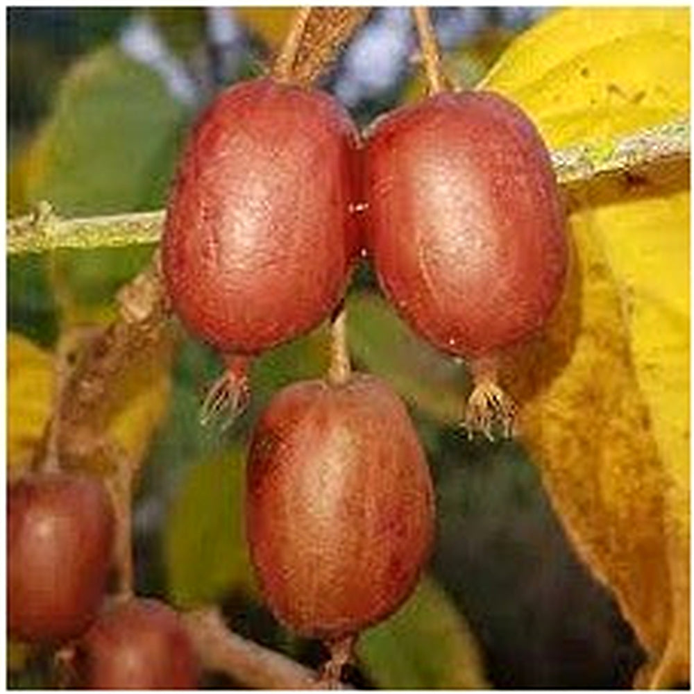 Scarlet Kiwi Fruit Seeds for Planting [neera-v5-24188b5d50778aa6baf2]