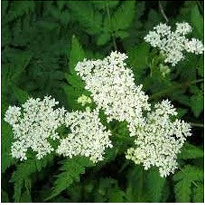 Heirloom Non-GMO Sweet Cicely Flower Seeds for Planting [neera-v5-2423b533f93c86a89b24]