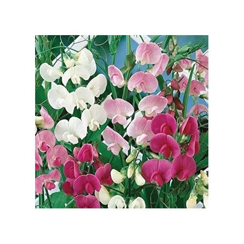 Heirloom Non-GMO Mixed Sweet Pea Flower Seeds for Planting [neera-v5-24274f865e9eb49789ee]