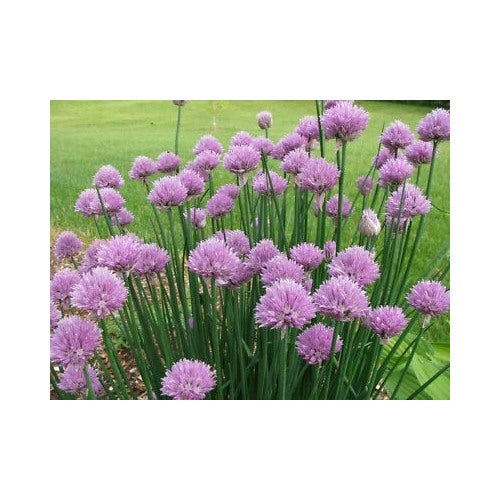 Onion Chives Non Gmo Flower Seeds for Home Garden Planting, Decorative Organic [neera-v5-2437b96a1d2cce17b19c]