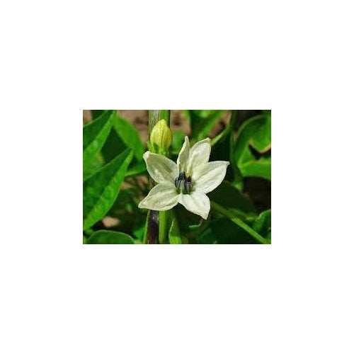Jalapeno Heirloom Non Gmo Vegetable For Spicy Pepper Garden Planting Flower Seeds for Home Garden [neera-v5-2438d60dffeab47b4ec6]