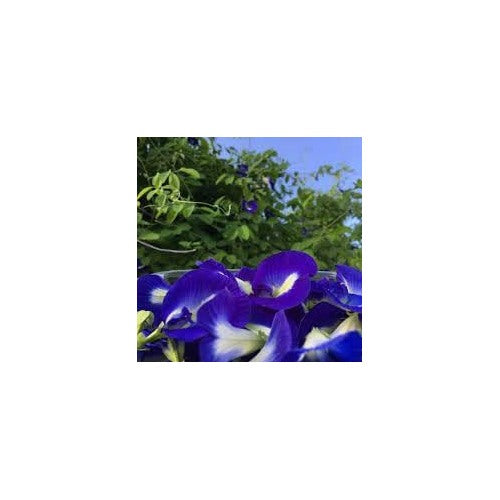 Clitoria Ternatea Seeds for Planting [neera-v5-243ab73456443f998ba7]